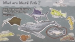 weird fish factopedia