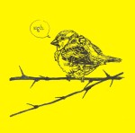 Jenny Robins - bird - sparrow - yellow